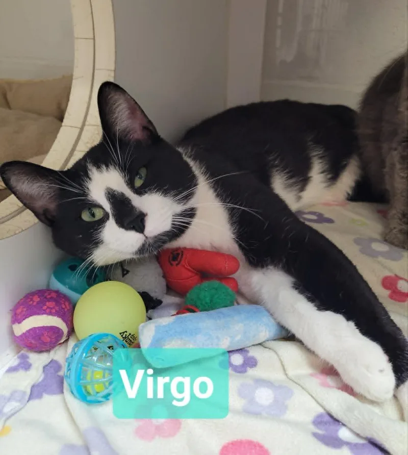 Virgo thumbnail 2