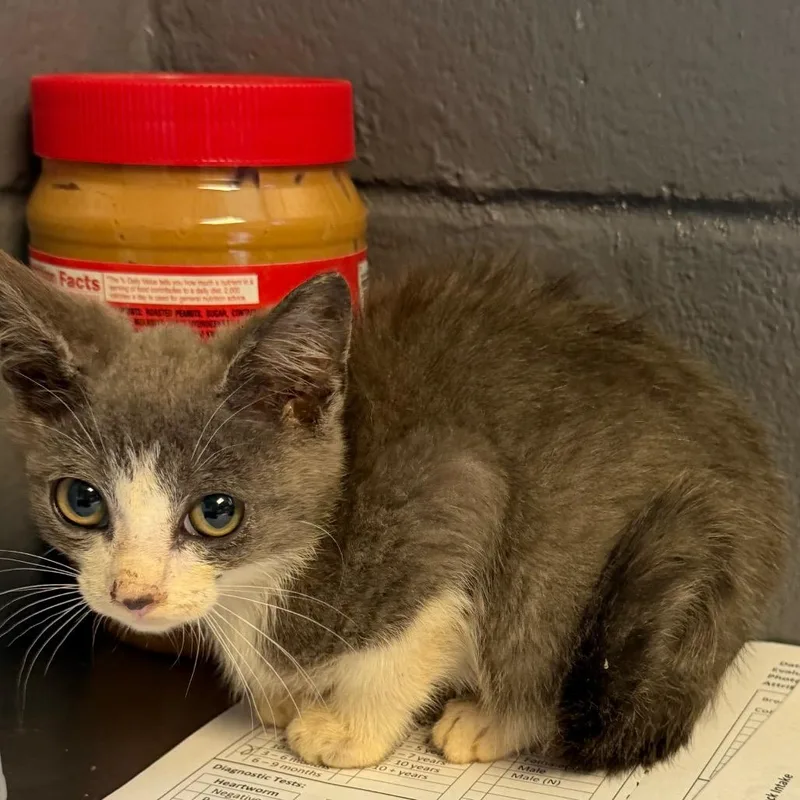 A baby small-sized male Gray / Blue / Silver Domestic Short Hair cat named Guac for adoption in Tuscaloosa, AL