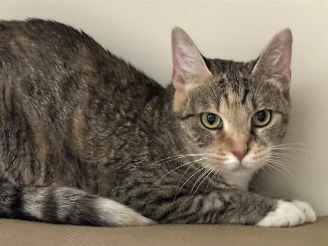 A young medium-sized female Domestic Short Hair cat named Starling for adoption in Dedham, MA