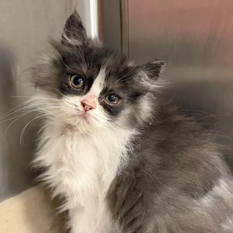 Pepperoni thumbnail 2