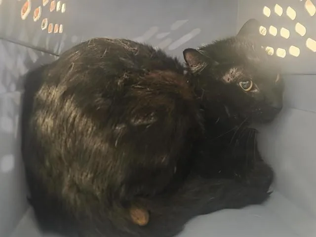 A young small-sized male Domestic Short Hair cat named Buttons for adoption in Saint Louis, MO