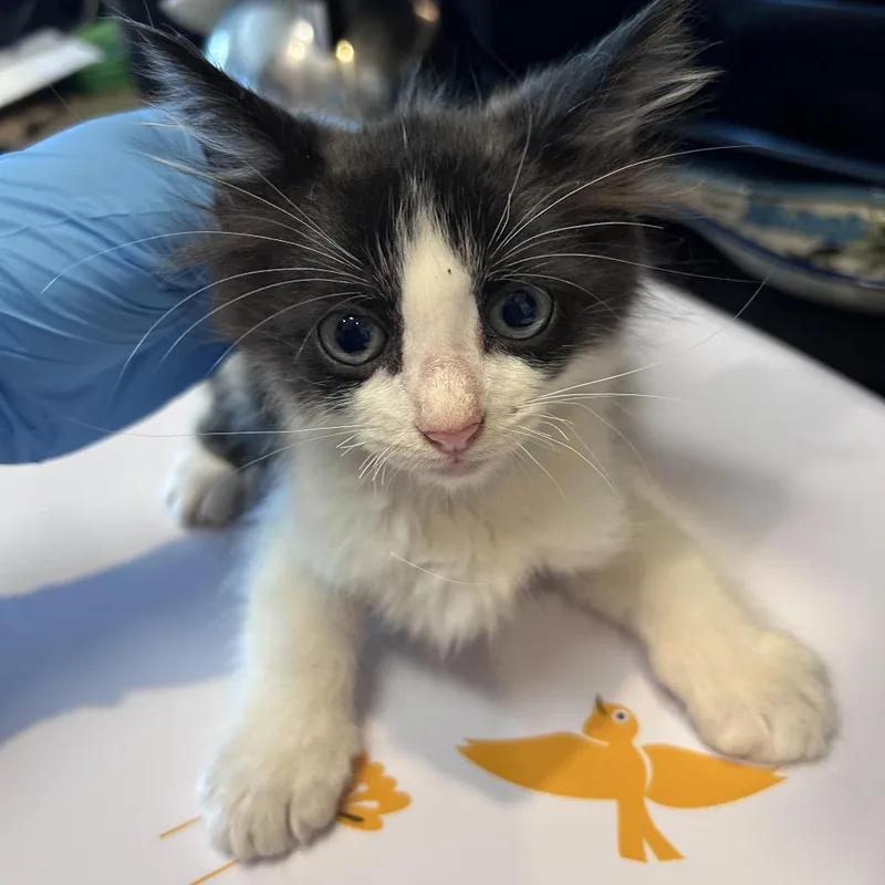 A baby small-sized male Black Domestic Medium Hair cat named Twisters for adoption in Bastrop, TX