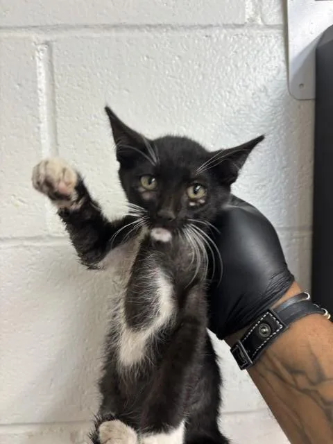 A baby small-sized female Domestic Short Hair cat named Xzanthia for adoption in San Bernardino, CA