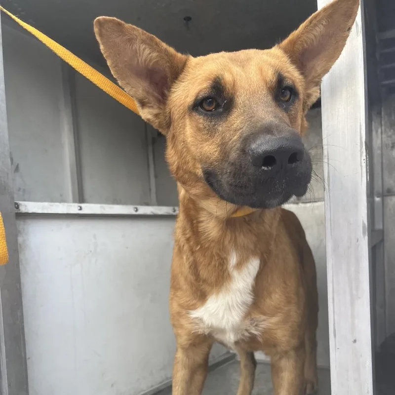 An adult medium-sized male Brown / Chocolate Belgian Shepherd / Malinois dog named Chance for adoption in Edinburg, TX