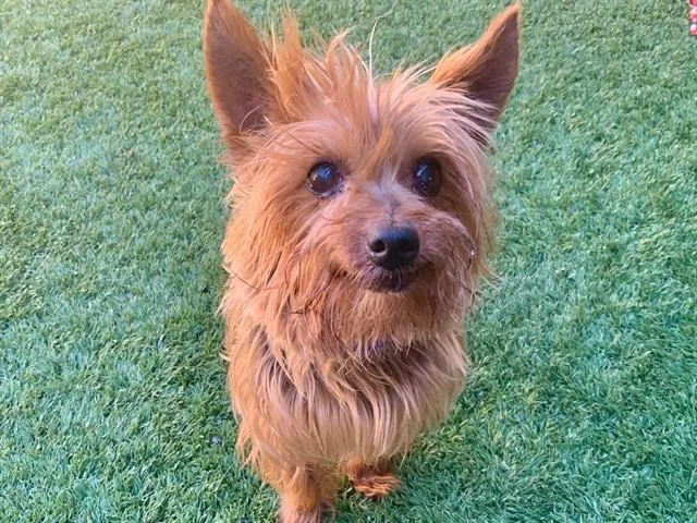 A senior small-sized male Yorkshire Terrier dog named Alpin for adoption in Moreno Valley, CA