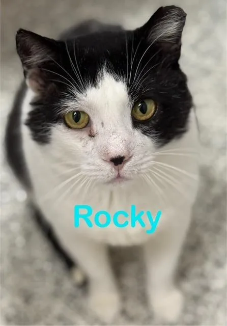 An adult large-sized male Domestic Short Hair cat named ROCKY Cat for adoption in New Bern, NC
