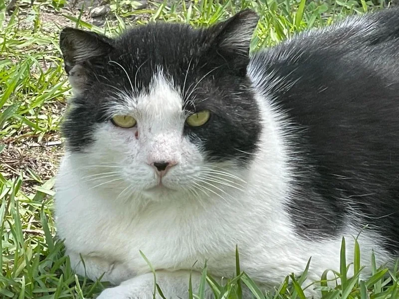 ROCKY Cat thumbnail 2