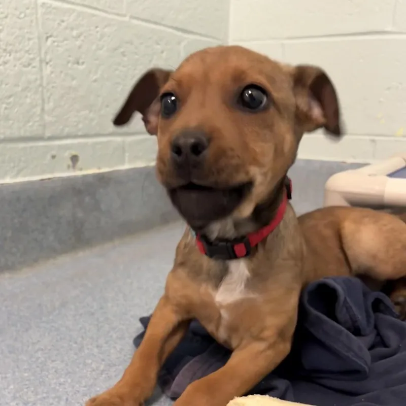 A baby small-sized male Brown / Chocolate Mixed Breed dog named Jack for adoption in East Hanover, NJ