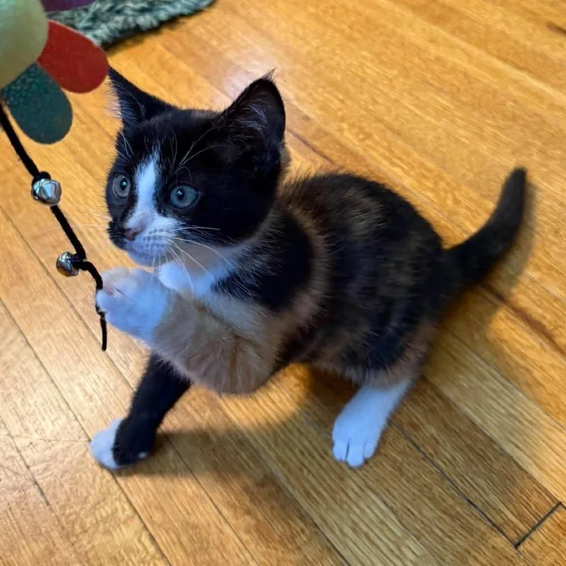 A baby small-sized female Calico Domestic Short Hair cat named Moline for adoption in Plainfield, IL