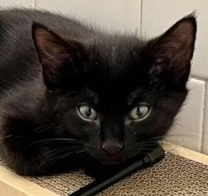 A baby medium-sized male Domestic Short Hair cat named Cosmo for adoption in Raleigh, NC
