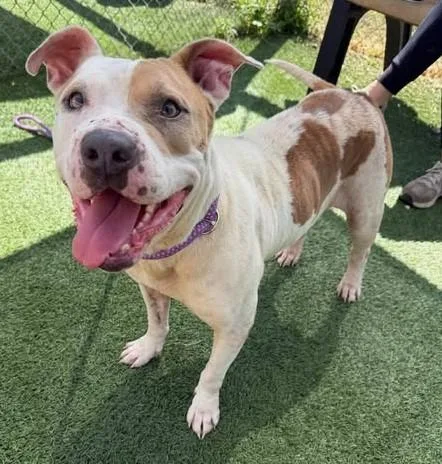 An adult medium-sized female Mixed Breed dog named Angel for adoption in Columbia, SC