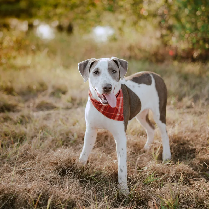A young medium-sized male Gray / Blue / Silver Pointer dog named Cowboy for adoption in Spring, TX