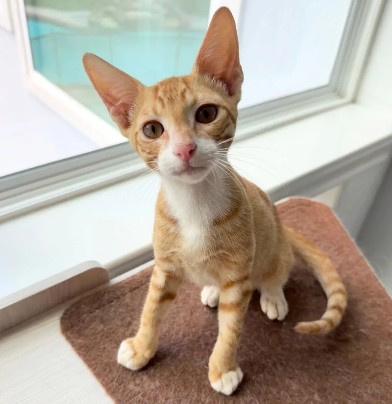 A baby medium-sized male Tabby cat named Rufus brotherofRudy for adoption in Houston, TX