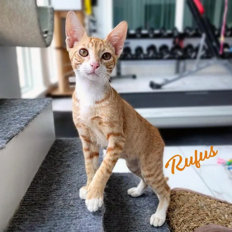 Rufus brotherofRudy thumbnail 2