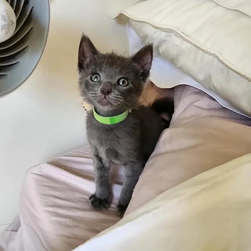 A baby small-sized male Gray / Blue / Silver Domestic Short Hair cat named Sprinkle for adoption in Los Angeles, CA