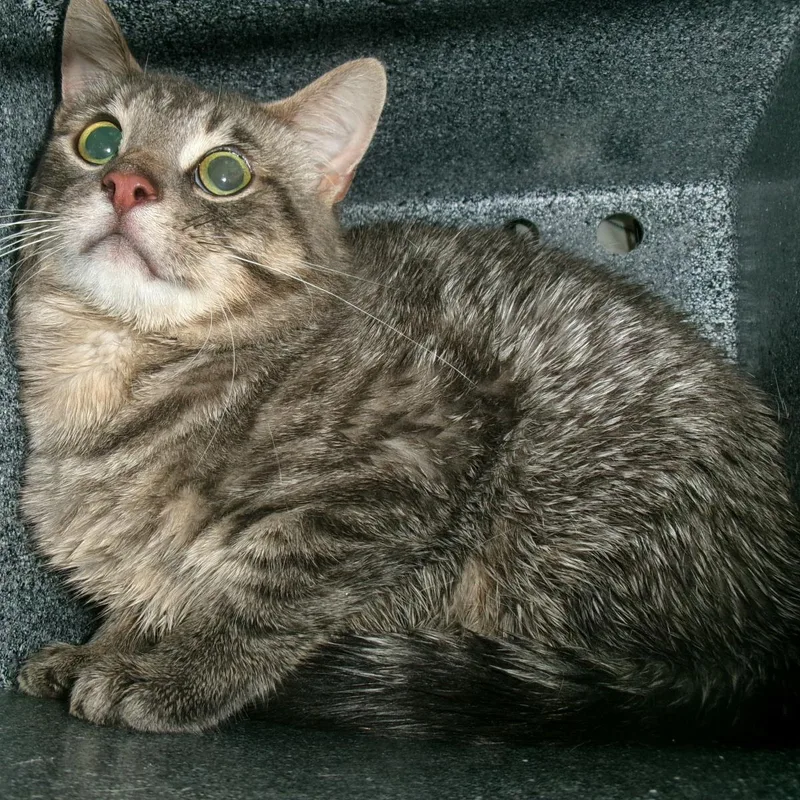 A young medium-sized male Brown / Chocolate Domestic Short Hair cat named Anarchy for adoption in Plover, WI