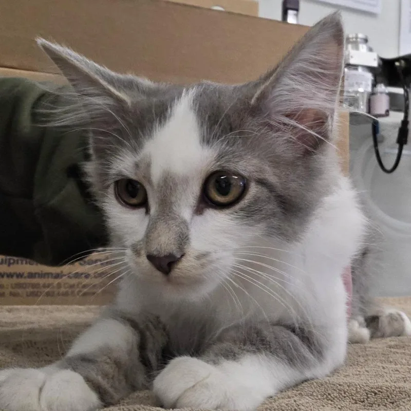A baby small-sized male Gray / Blue / Silver Domestic Medium Hair cat named Trader Joe for adoption in Novelty, OH