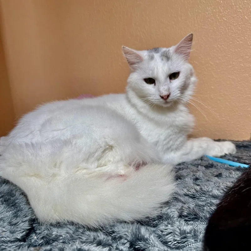 An adult medium-sized female White Domestic Short Hair cat named Snow White for adoption in New Port Richey, FL