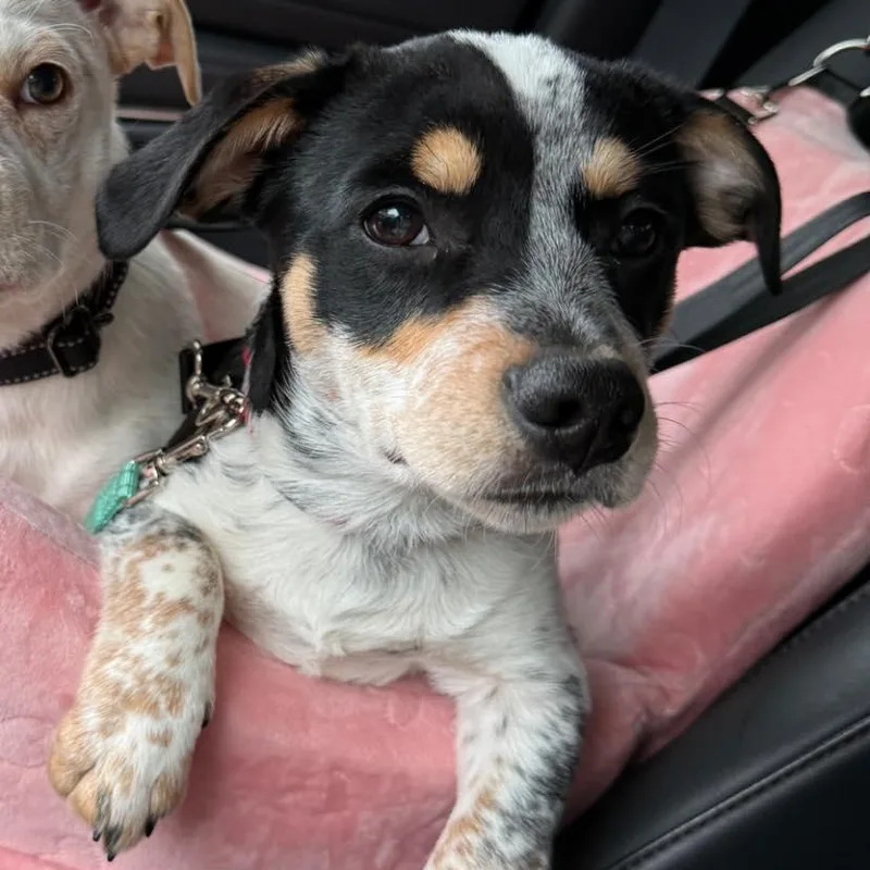A baby medium-sized male Tricolor (Brown, Black, & White) Mixed Breed dog named Rubble for adoption in Salem, OR