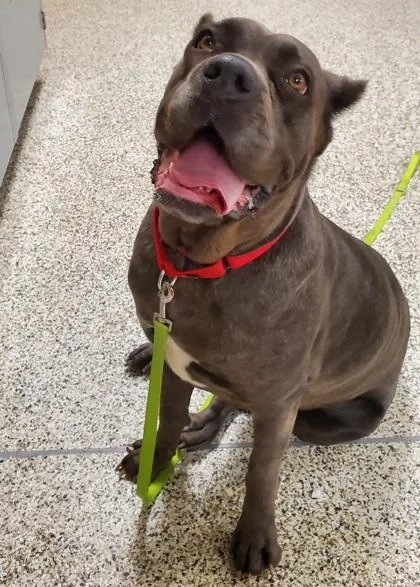 An adult extra large-sized female Mixed Breed dog named Xena for adoption in Fairfax, VA