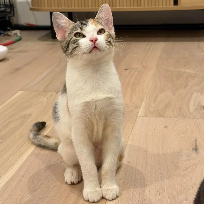 A baby small-sized female Torbie Domestic Short Hair cat named Kaia for adoption in Sunnyvale, CA
