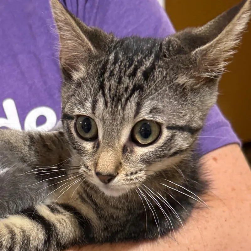 A baby small-sized male Brown / Chocolate Domestic Short Hair cat named Zen for adoption in Madison, WI