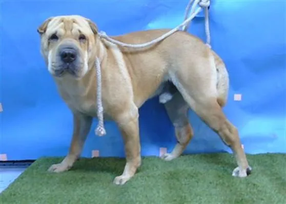An adult large-sized male Shar-Pei dog named Jr for adoption in Gardena, CA