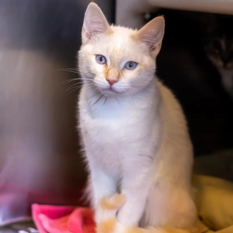 A baby medium-sized male Flame Point Siamese cat named Nala for adoption in Wilmington, DE
