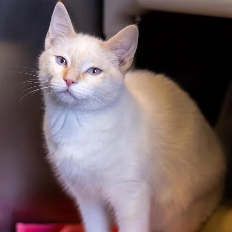 Nala thumbnail 2