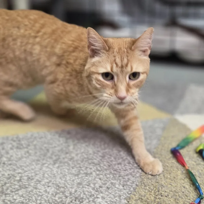 An adult medium-sized female Tabby (Orange / Red) Domestic Short Hair cat named Frito for adoption in Hartville, OH