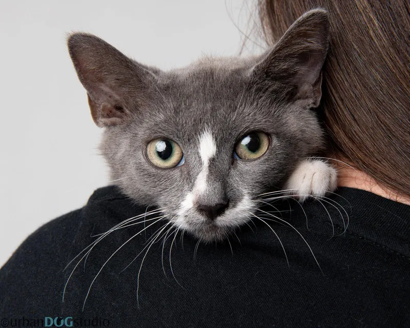 A young small-sized male Domestic Short Hair cat named August M for adoption in Tampa, FL