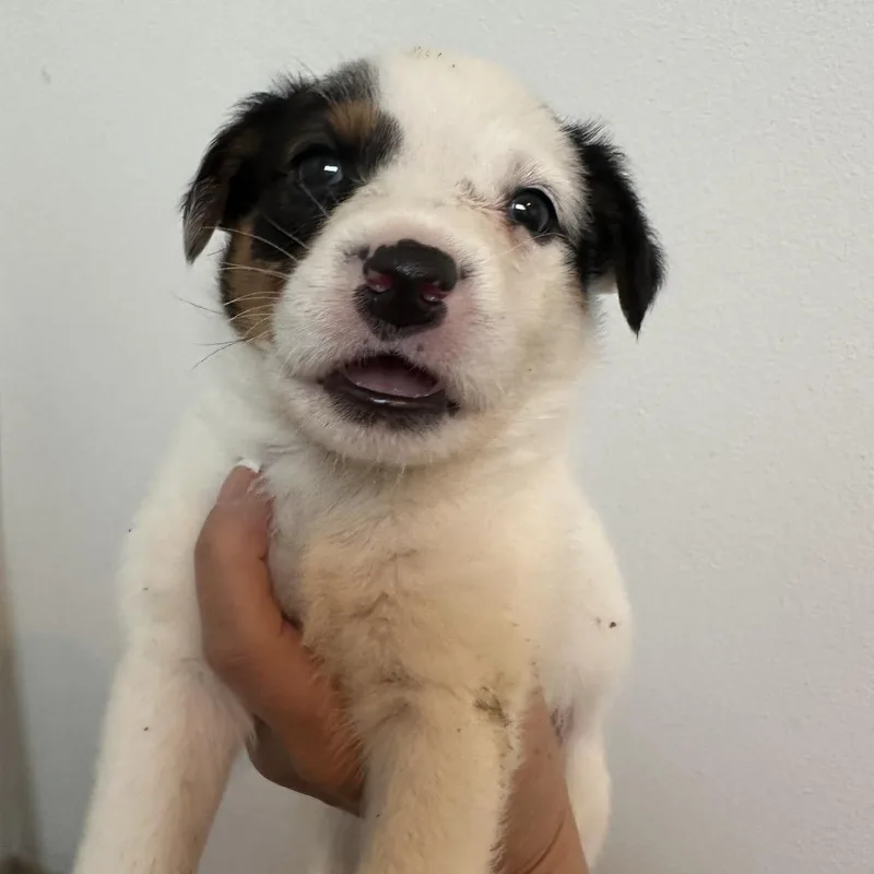 A baby medium-sized male White / Cream Cattle Dog dog named Wrangler for adoption in Sacramento, CA