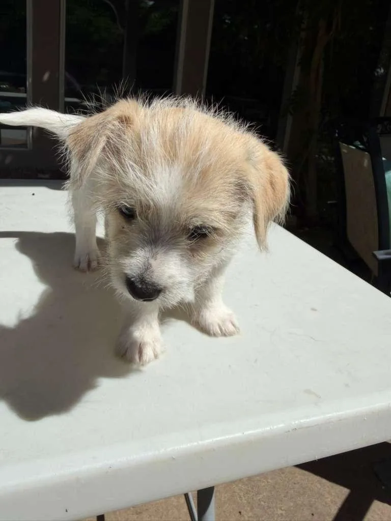 A baby small-sized male Yellow / Tan / Blond / Fawn Terrier dog named Romeo for adoption in Broken Arrow, OK