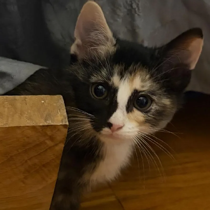 A baby small-sized female Calico Domestic Short Hair cat named Celine for adoption in North Myrtle Beach, SC