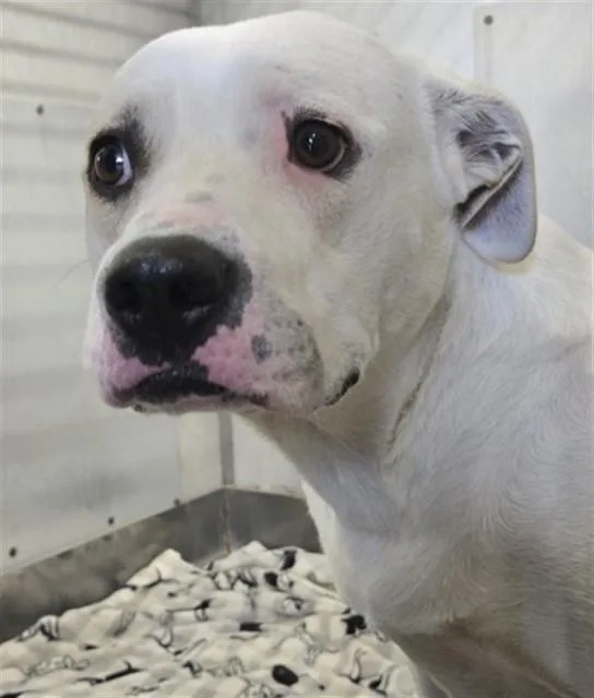 A young medium-sized female Pit Bull Terrier dog named Lady for adoption in San Bernardino, CA