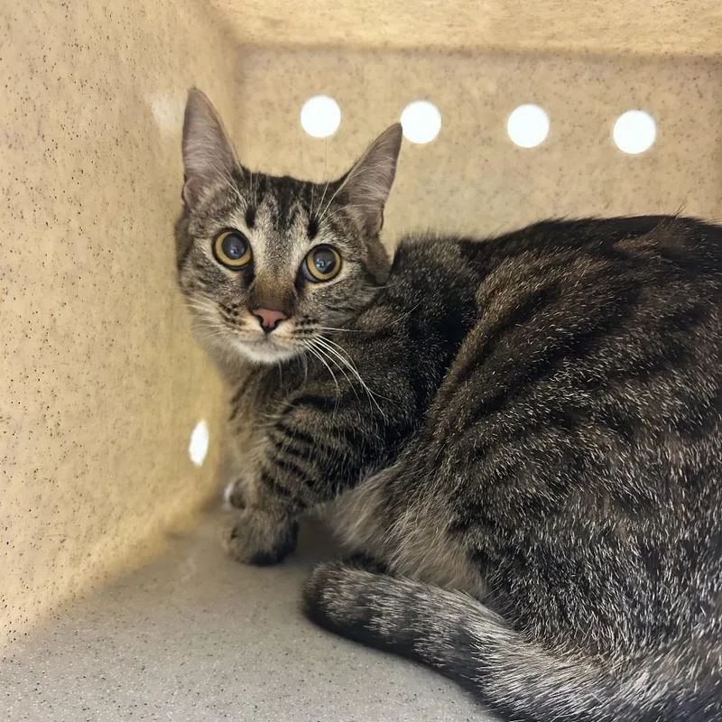 A young medium-sized female Black American Shorthair cat named Hazel for adoption in Reno, NV