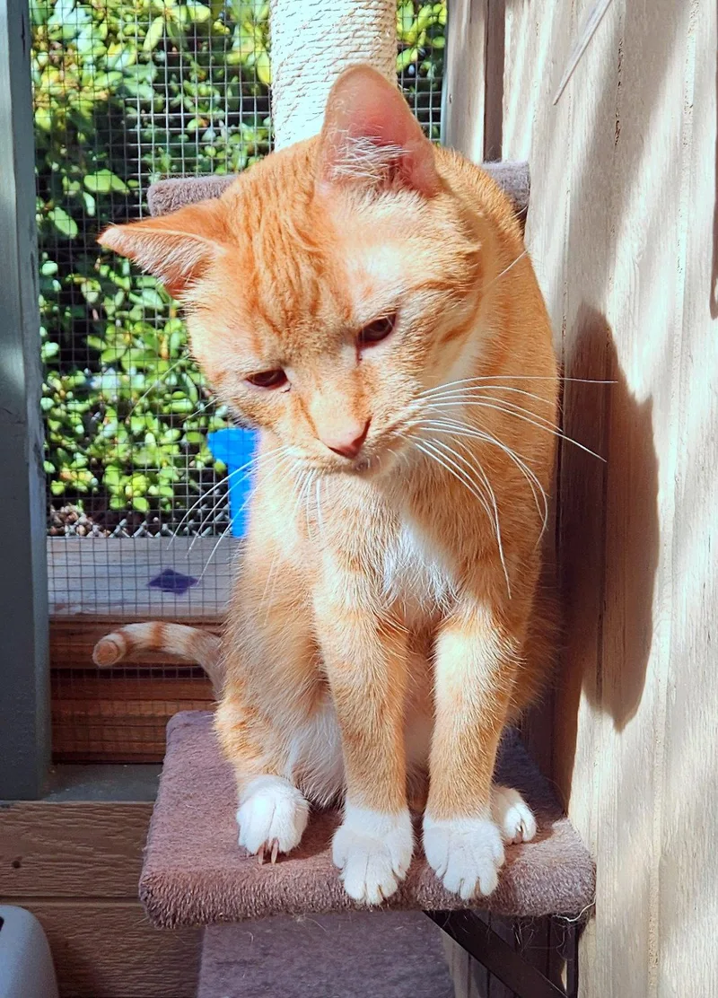An adult medium-sized male Tabby cat named CHEDDAR Offered for adoption in Hillsboro, OR