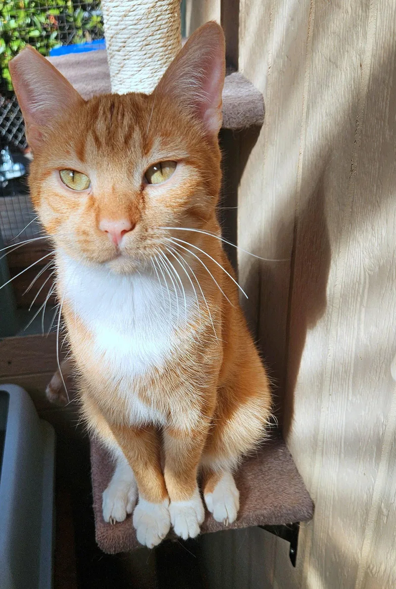 CHEDDAR   Offered thumbnail 2