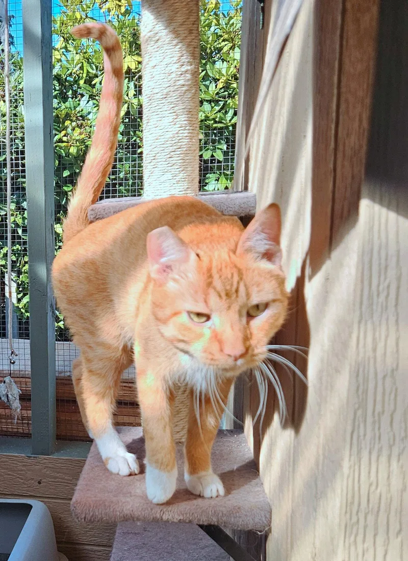 CHEDDAR   Offered thumbnail 3