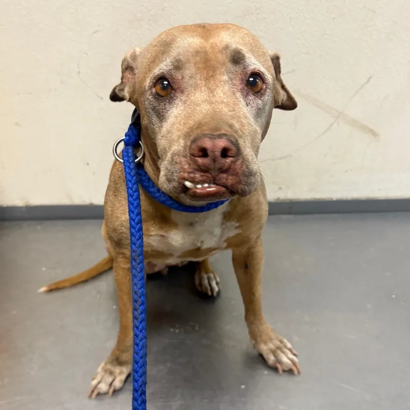 A senior medium-sized female Brown / Chocolate Pit Bull Terrier dog named Selena for adoption in Yuma, AZ