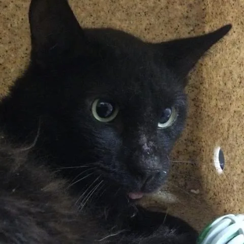 An adult small-sized male Domestic Short Hair cat named Michael Jordan for adoption in Riverside, CA