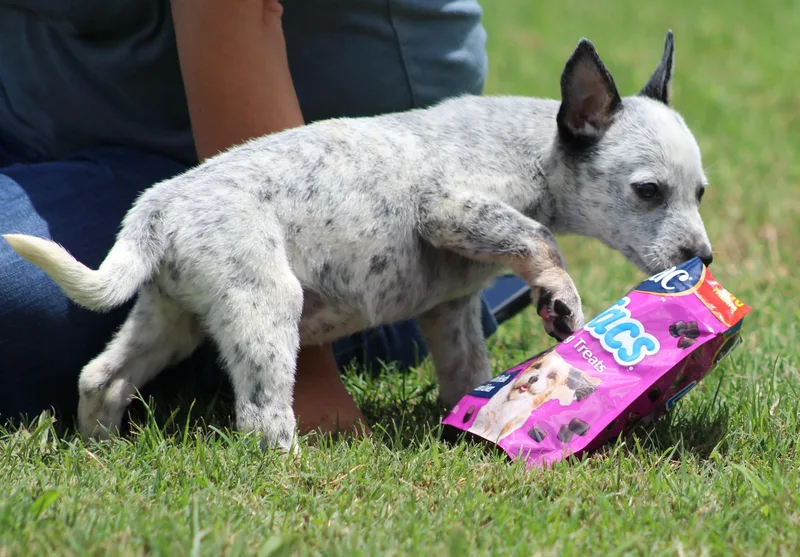 A baby medium-sized female Australian Cattle Dog / Blue Heeler dog named Amber for adoption in Temple, TX