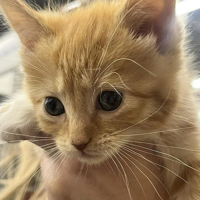 A young small-sized female Orange / Red Domestic Short Hair cat named Morgan for adoption in Sioux Falls, SD