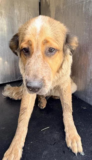 A young large-sized female Great Pyrenees dog named Flower for adoption in San Antonio, TX