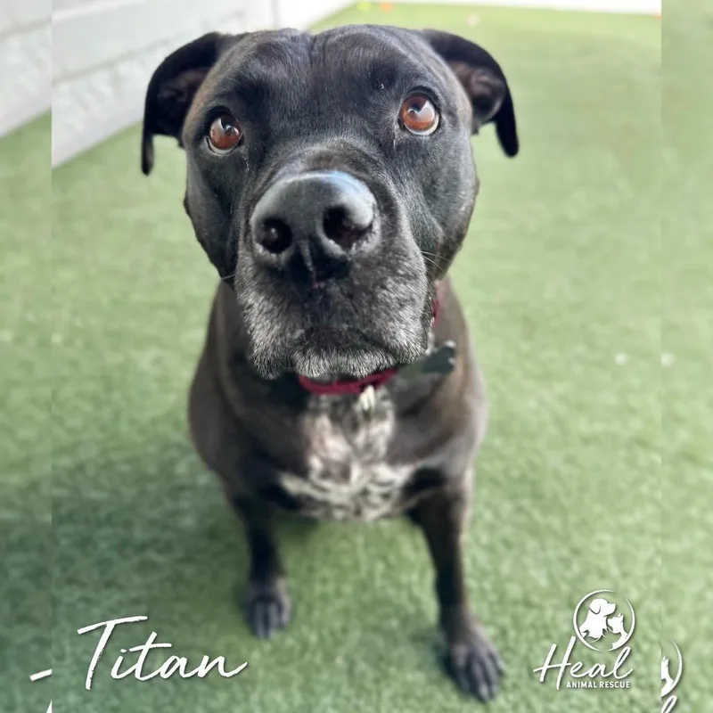An adult medium-sized male Pit Bull Terrier dog named Titan for adoption in Youngwood, PA