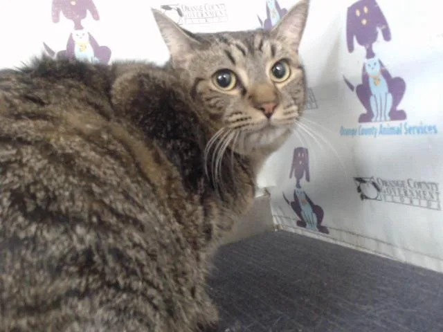 A young large-sized female Domestic Short Hair cat named Mia for adoption in Orlando, FL