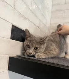 Florence thumbnail 2