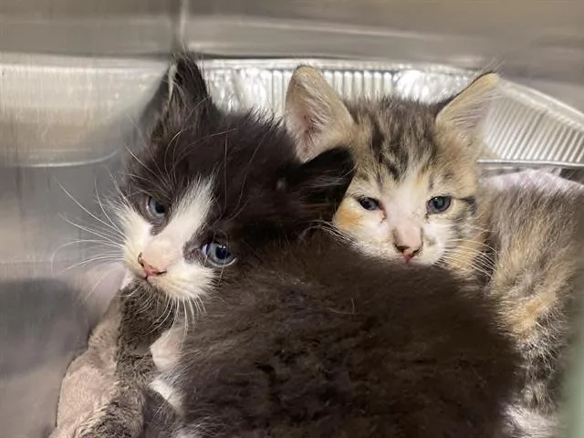 A baby small-sized male Domestic Short Hair cat named Apollo for adoption in Tustin, CA