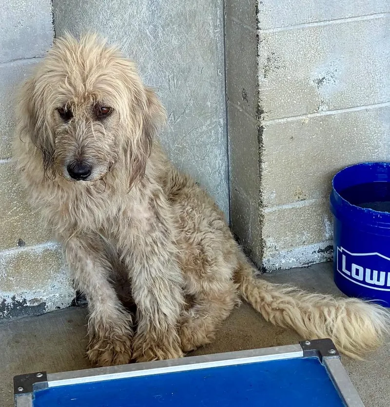 An adult large-sized female Great Pyrenees dog named Miss Carla AC for adoption in Greeneville, TN