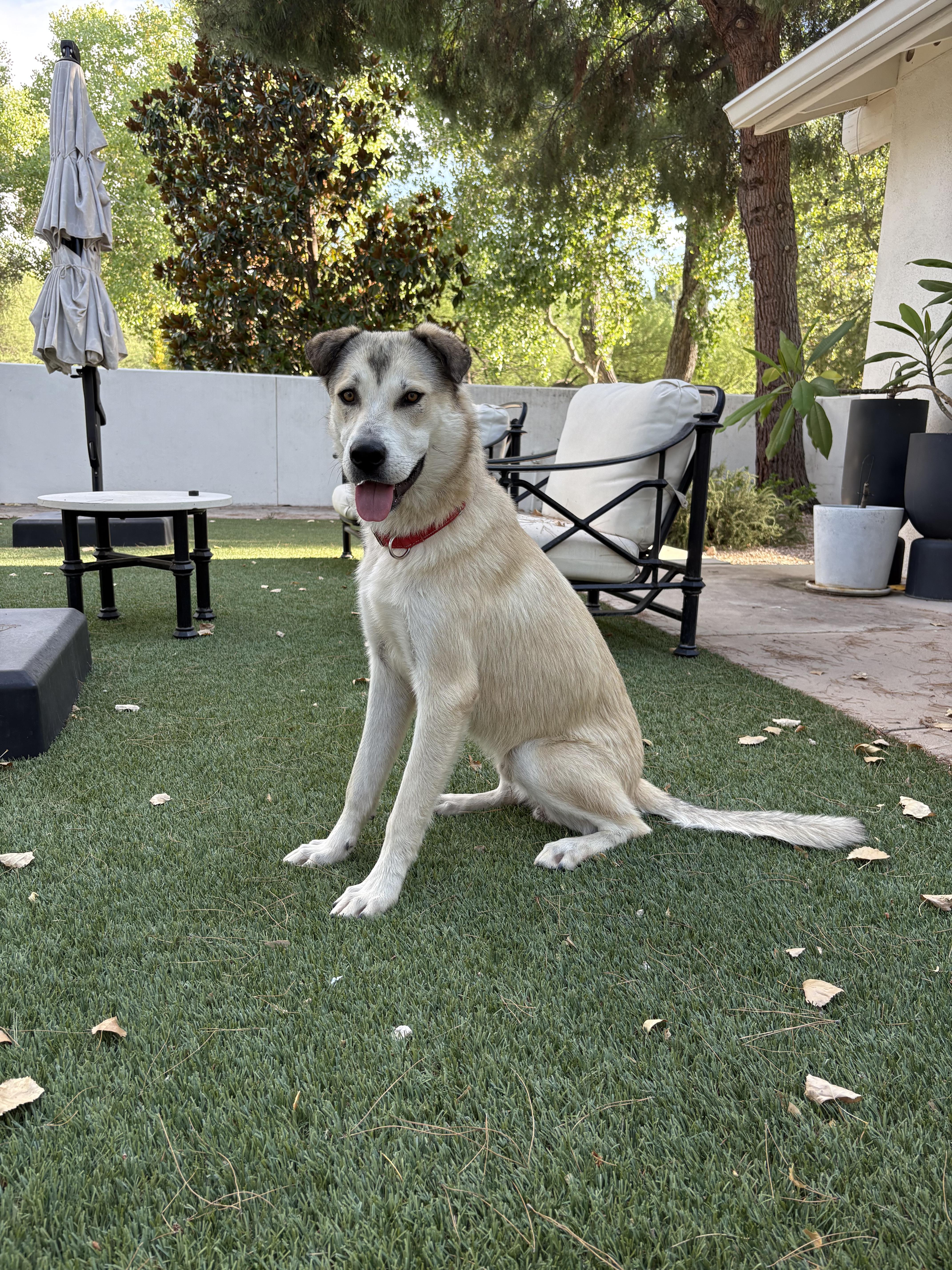A young large-sized male Anatolian Shepherd dog named Bunga for adoption in Tucson, AZ